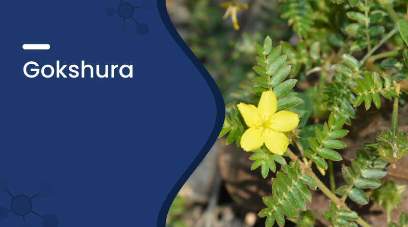 Gokshura: Benefits, Uses, Dosage & Ayurvedic Health Support