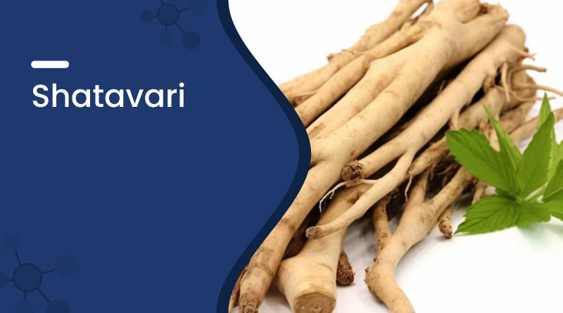 Shatavari Benefits, Nutrition, Uses