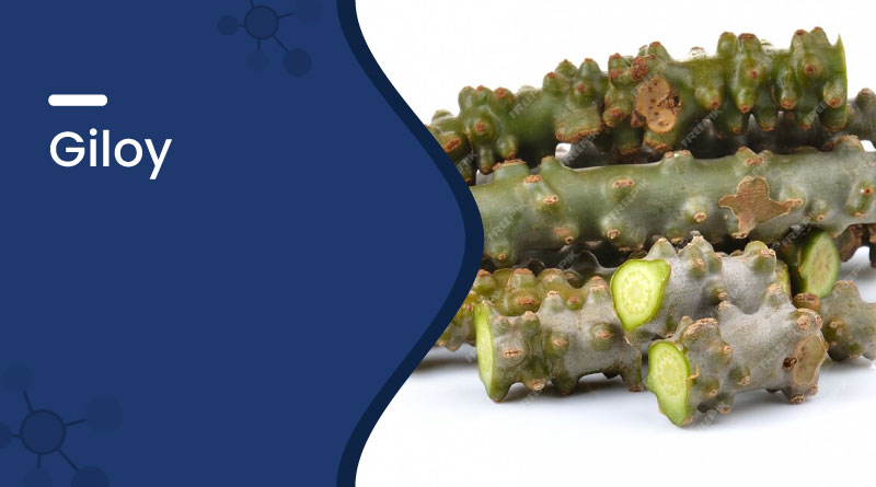 Giloy Benefits
