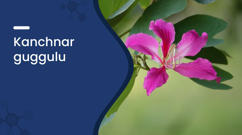 Kanchnar Guggulu Benefits