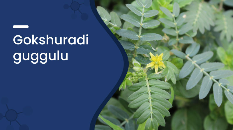 Gokshuradi guggulu