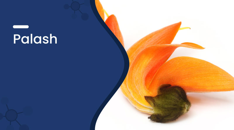 palash flower – uses, benefits, ayurvedic importance & side effects