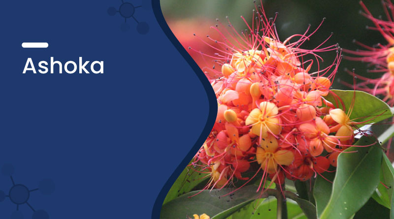 Ashoka Tree – Ayurvedic Uses, Benefits, Dosage & Side Effects