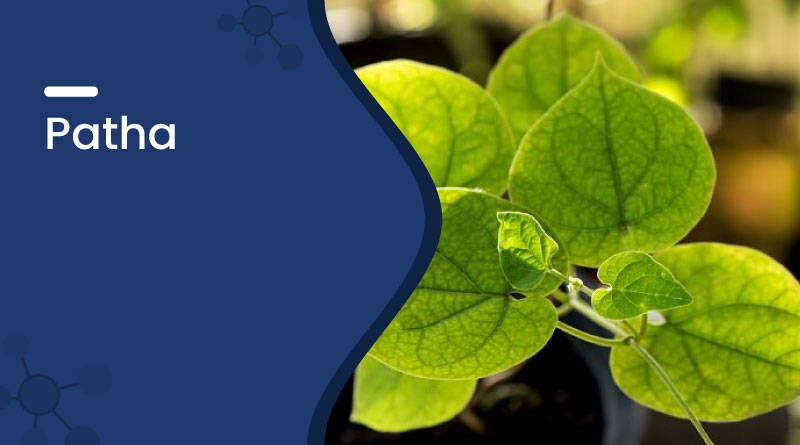 Patha Herb – Uses, Benefits, Dosage & Side Effects