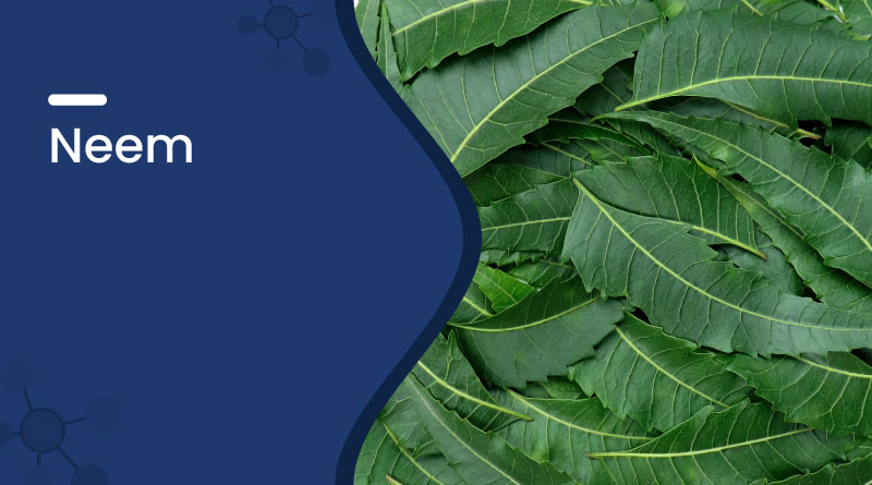 Neem – Ayurvedic Uses, Health Benefits, Dosage & Side Effects