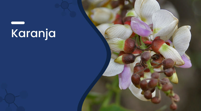 Karanja – Ayurvedic Uses, Benefits, Oil Applications & Side Effects