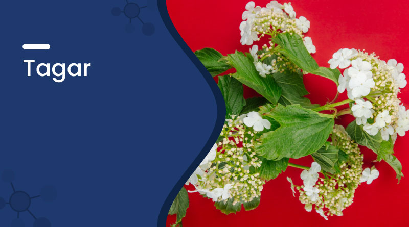 Tagar (Valeriana) – Uses, Benefits, Dosage & Side Effects