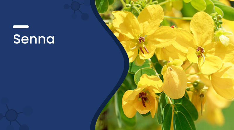 Senna Herb Benefits & Uses | Natural Remedy for Constipation