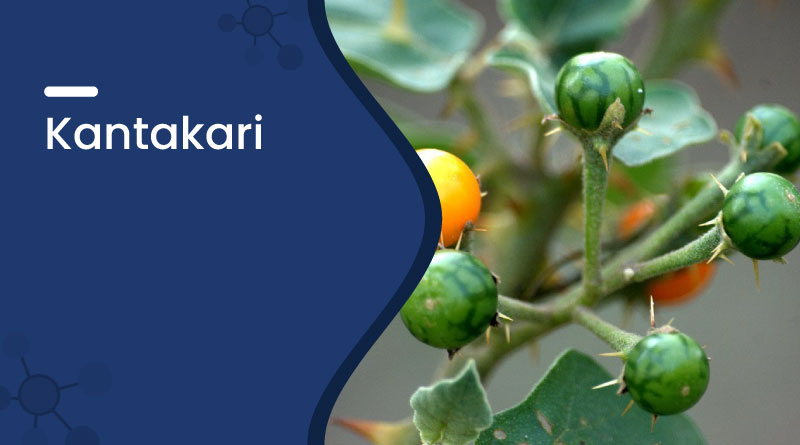 Kantakari Herb Benefits, Uses & Dosage – Ayurvedic Remedy