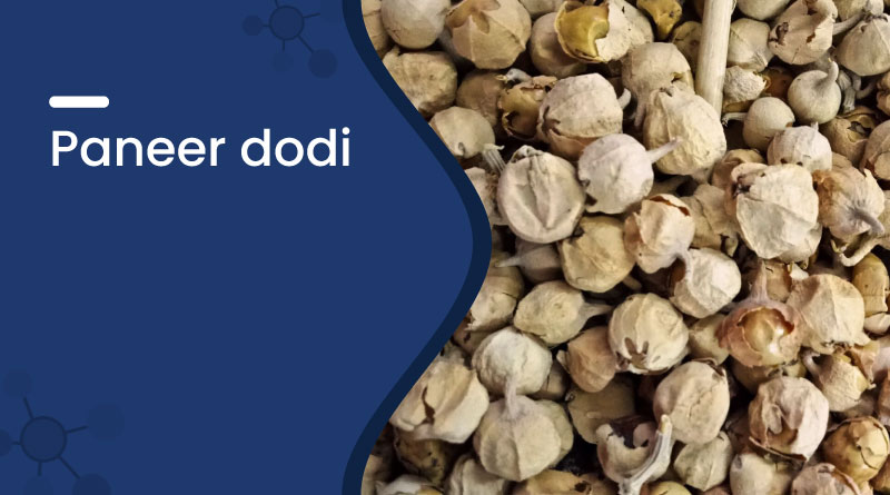 Paneer Dodi (Withania Coagulans) – Benefits, Uses & Side Effects