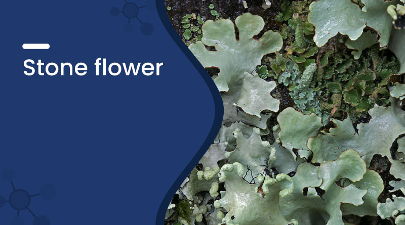 Stone Flower (Kalpasi) – Benefits, Uses, and Medicinal Properties