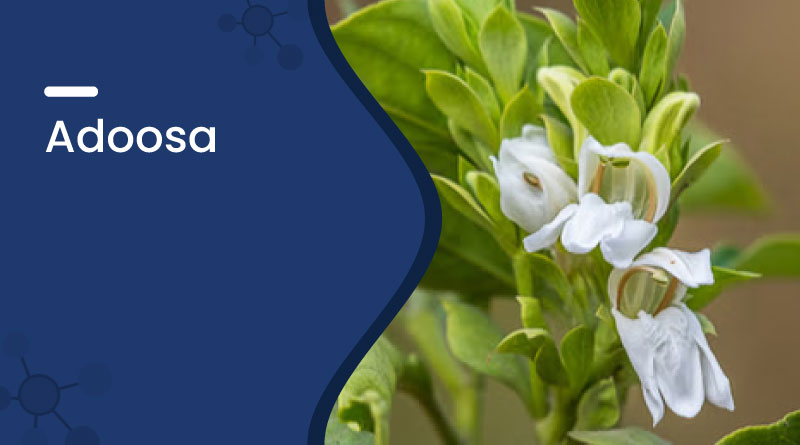 Adoosa (Vasaka) Benefits & Uses – Natural Remedy for Cough