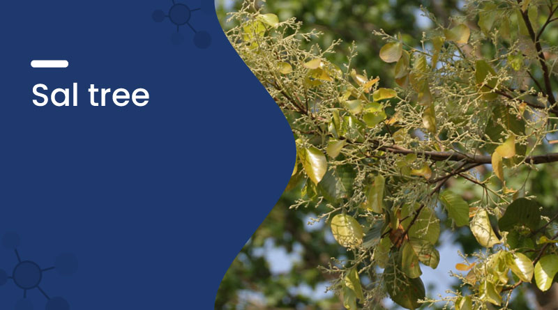 Sal Tree Benefits, Uses & Importance