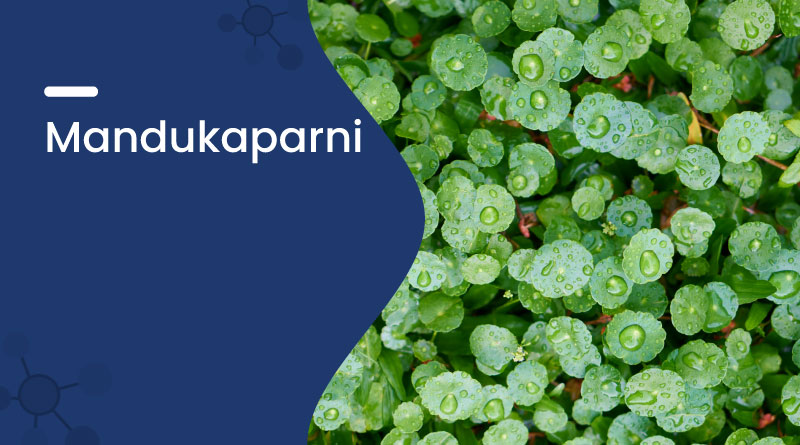 Mandukaparni Benefits & Uses | Natural Brain Tonic Herb