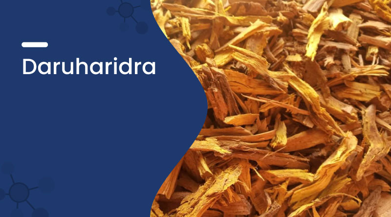 Daruharidra Benefits & Uses | Powerful Ayurvedic Herb